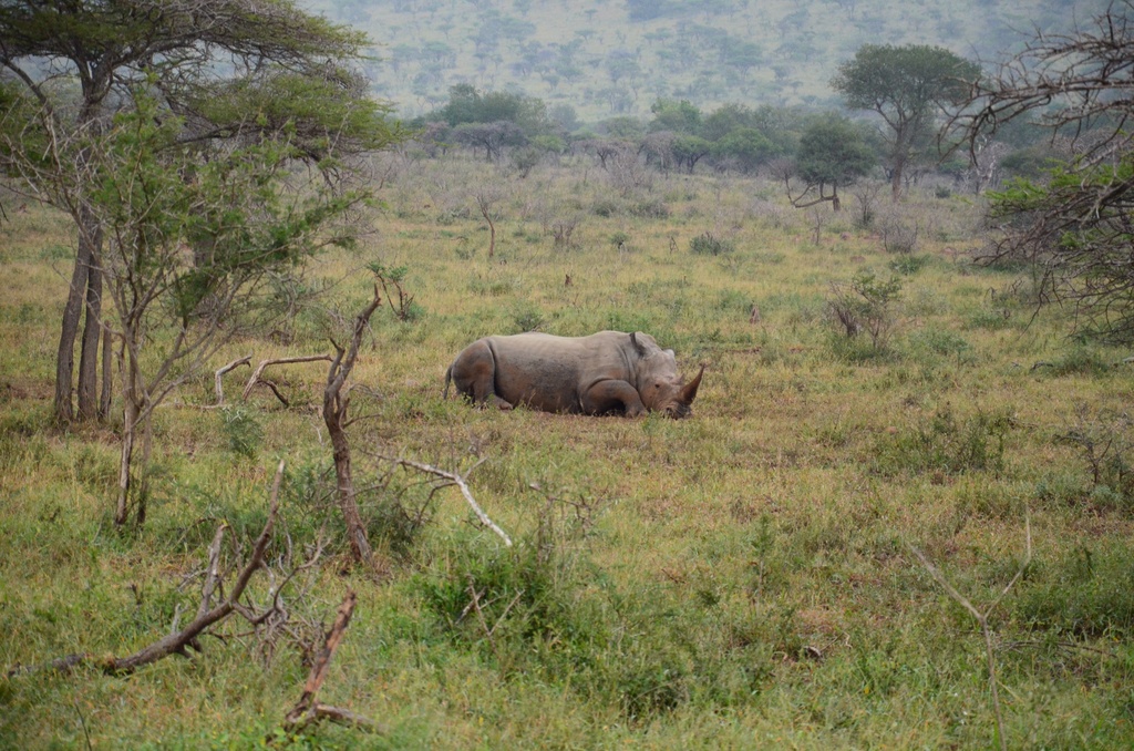 2015-05 South Africa/iMfolozi/DSC_0172.JPG